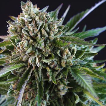 Grease Monkey Photo Fem