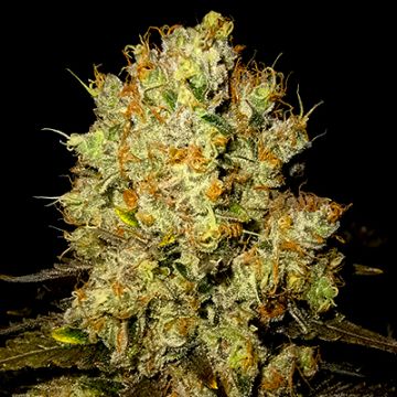 Great White Shark Auto Fem