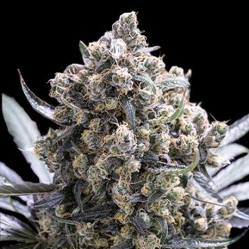 Green Crack Fast Photo Fem