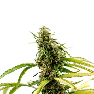 Green Crack Photo Fem