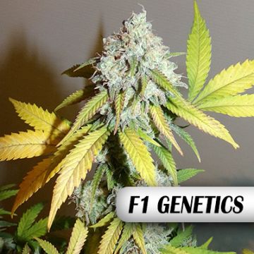 Green Poison F1 Auto Fem