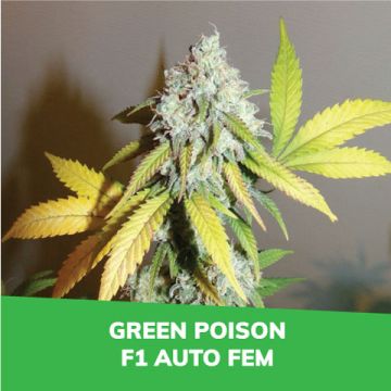 Green Poison F1 Auto Promo Card