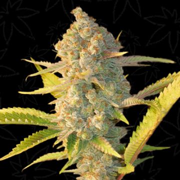 Green Poison Photo Fem