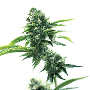 Green Super Haze Photo Fem