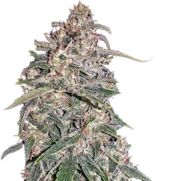 White Widow Meth Auto Fem