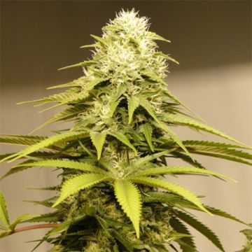 Sour Diesel Kush Photo Fem