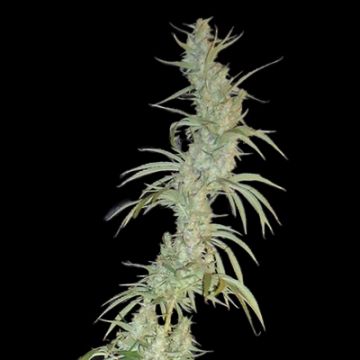 Hawaiian Snow Photo Fem
