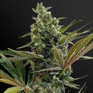 Haze Auto Fem