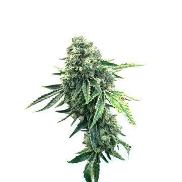Haze XL Auto Fem