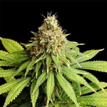 Hellfire Auto fem