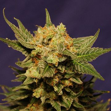 Herijuana Photo Fem