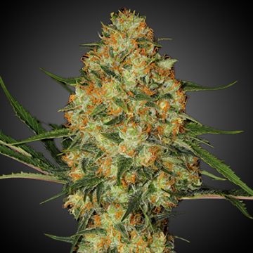 Hindu Kush Auto Fem