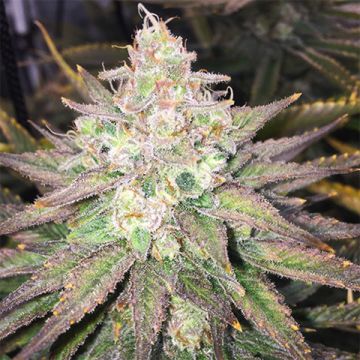 Strawberry Banana Photo Fem