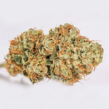Tangie Photo Fem