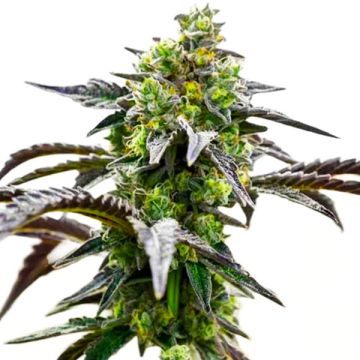 Irish Cream Photo Fem