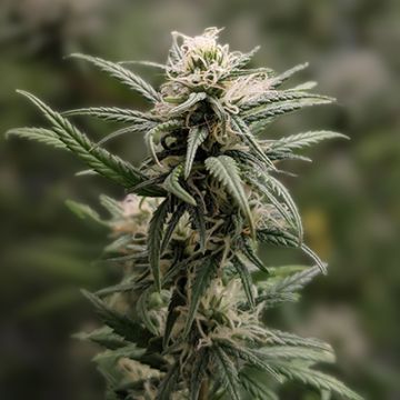 Island Skunk Fast Photo Fem