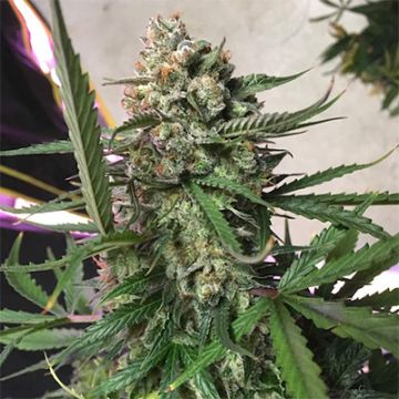 Jack Herer 99 Auto Fem