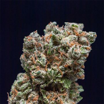 Jack Herer Auto Fem