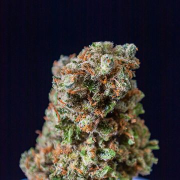 Jack Herer Fast Photo Fem