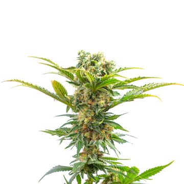 Jack Herer Photo Fem