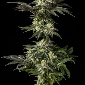 Jack Herer Photo Reg
