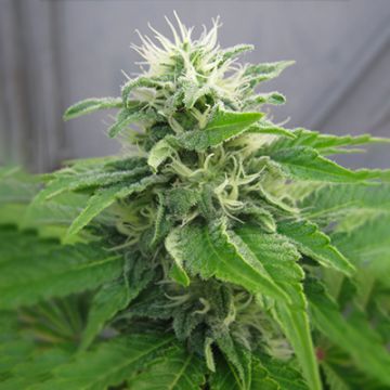 Jack Herer's Widow Auto Fem