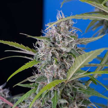 Jack's Black Domina Photo Fem