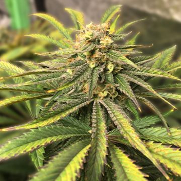 Jack's Superskunk Photo Fem