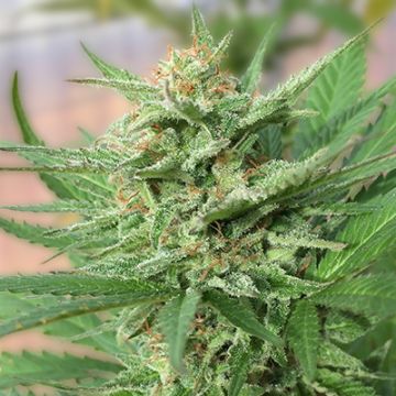 Jamaican Photo Fem