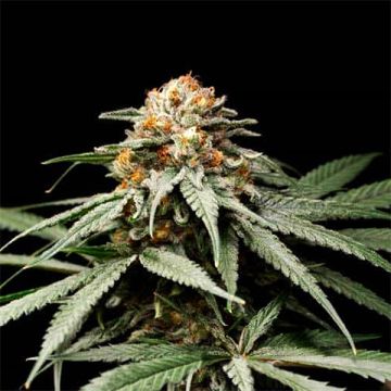 Jony Pot Pineapple Sherbet Photo Reg