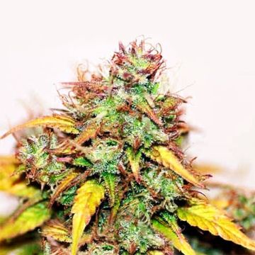 Jungle Wreck Photo Fem