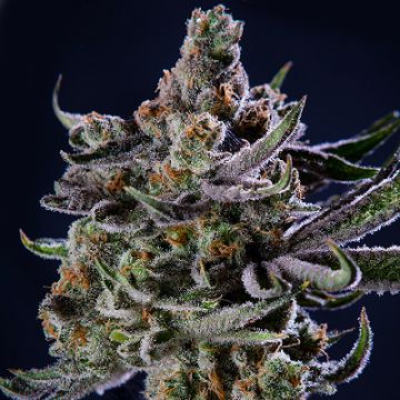 Jungle Breath Photo Fem