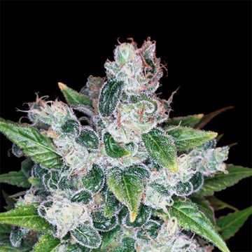 Kandy Kush Photo Fem