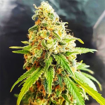Kosher Kush Photo Fem