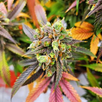 Kuban Northern Lights Photo Fem