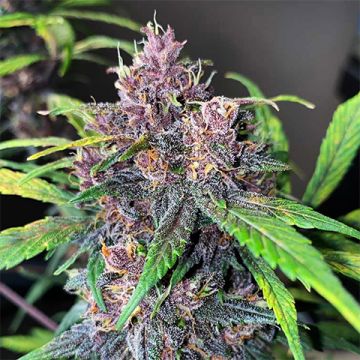 Kush Mints Photo Reg