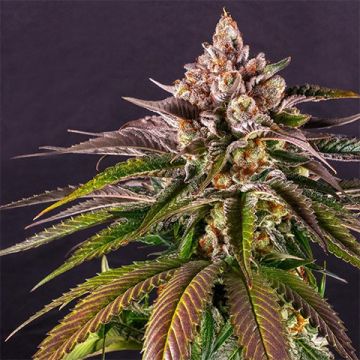 Kush Mintz Fast Photo Fem