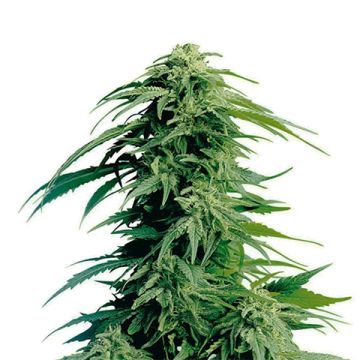 Kush XL Auto Fem