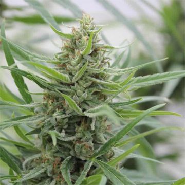 Lambs Bread Photo Fem