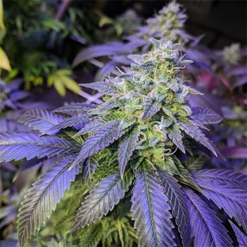 Northern Blueberry Auto Fem