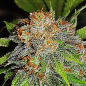 Grandaddy Banner Photo Fem