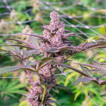 Purple Cookies Photo Fem