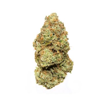 Lemon Auto Fem