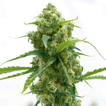Lemon Diesel Photo Fem
