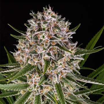 Lemon Haze Auto Fem