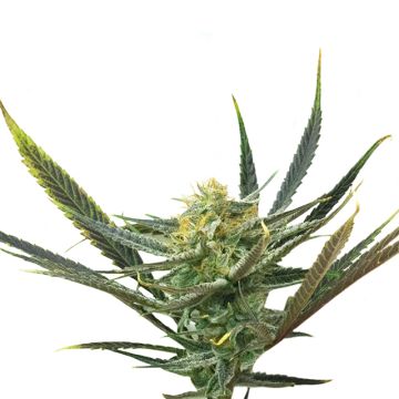 Lemon Haze Diesel Photo Fem
