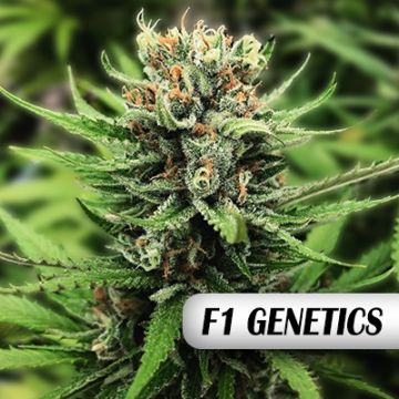Lemon Haze F1 Auto Fem