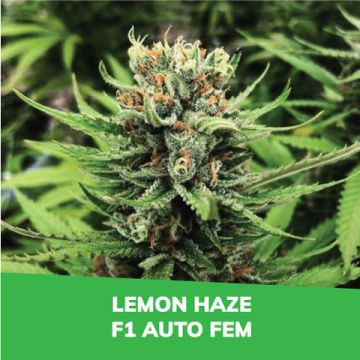 Lemon Haze F1 Auto Promo Card