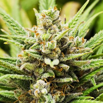 Lemon Haze Fast Photo Fem