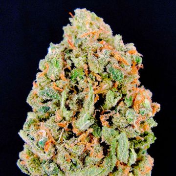 Lemon Jack Auto Fem